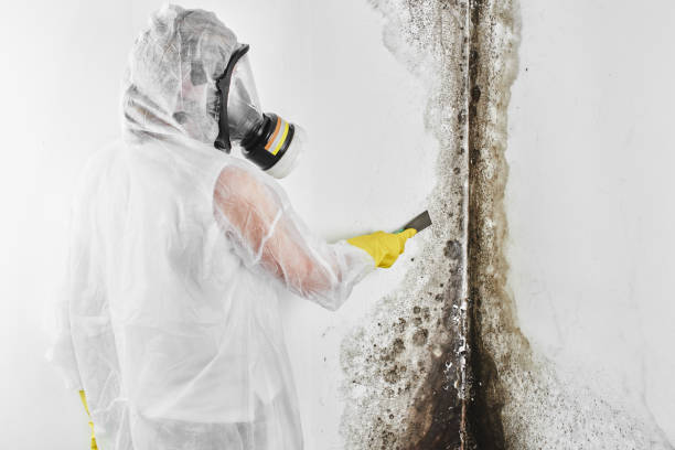 Best DIY Mold Remediation Support Services in Big Pine Key, FL