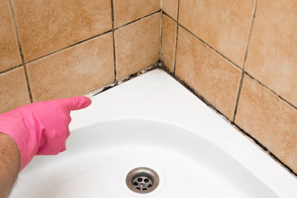 Best Industrial Mold Remediation in Big Pine Key, FL